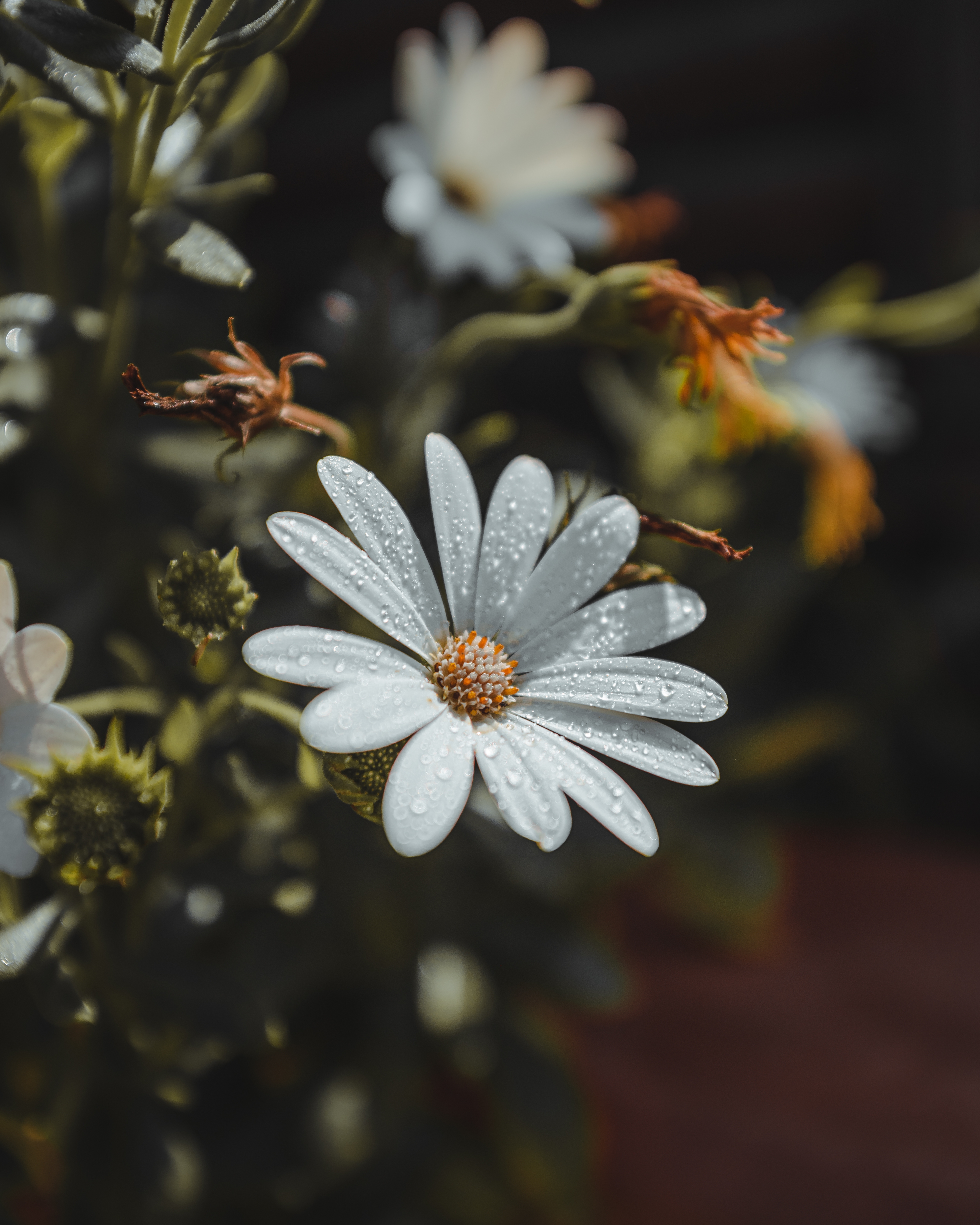 Golden Chamomile blossoms